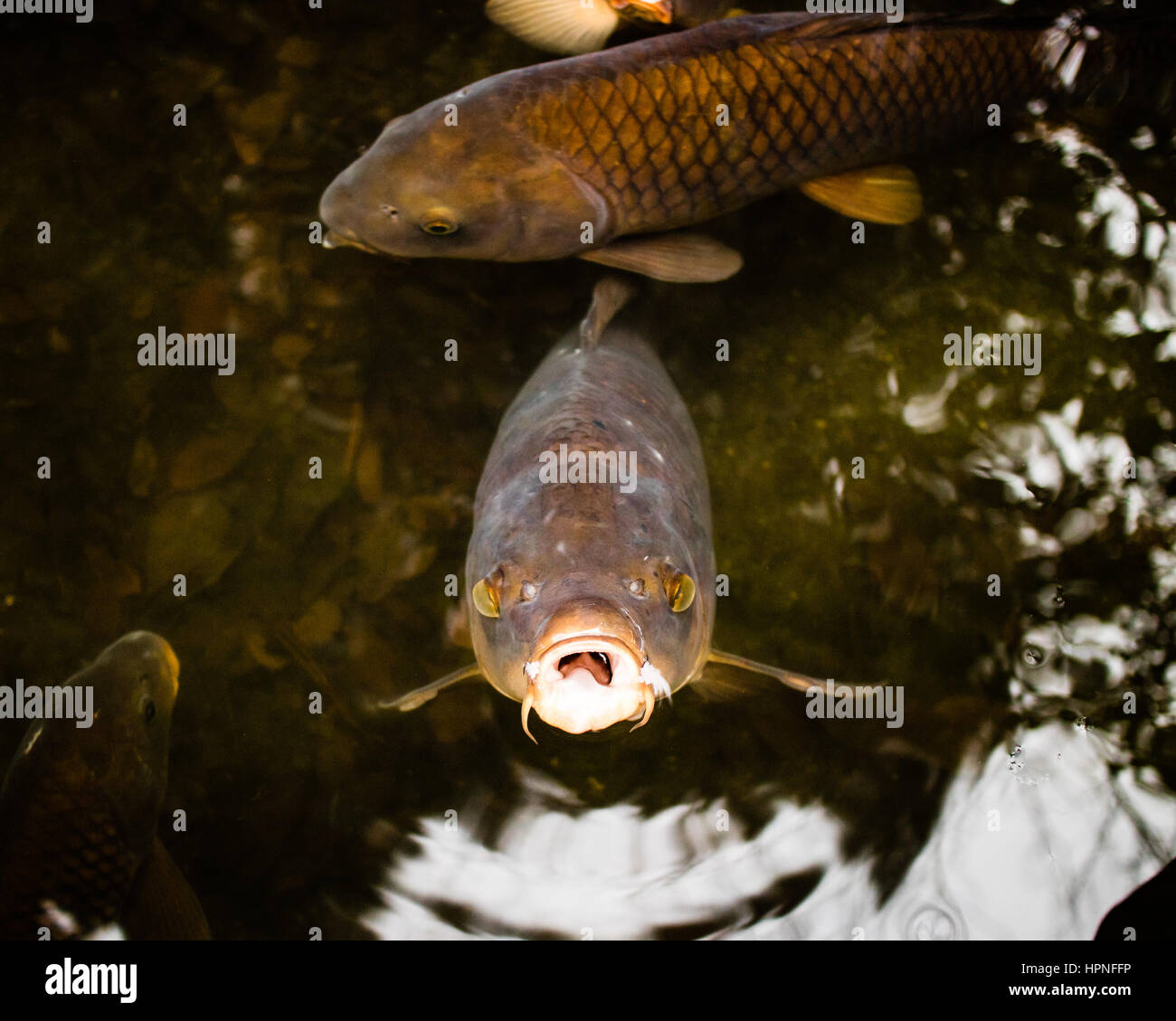 Tokyo Japan Fish Pond Stockfotos und bilder Kaufen Alamy