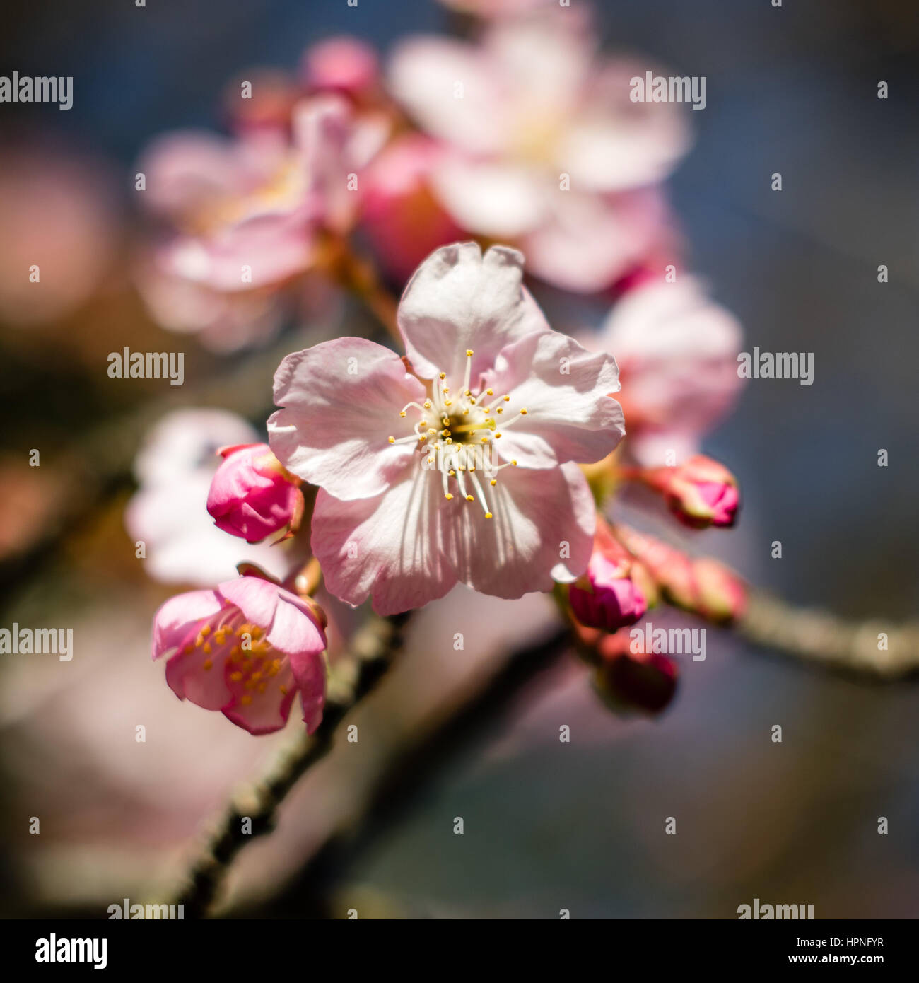 Nahaufnahme einer blühenden Pflaume Blüte kurz vor Frühling in Japan. Stockfoto