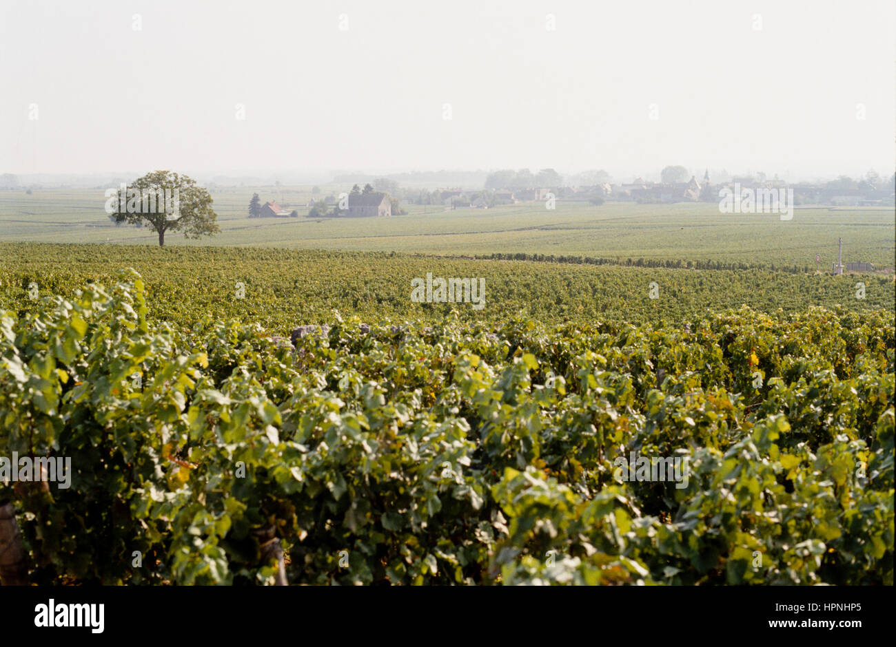 Ein Ernte-Feld. Stockfoto