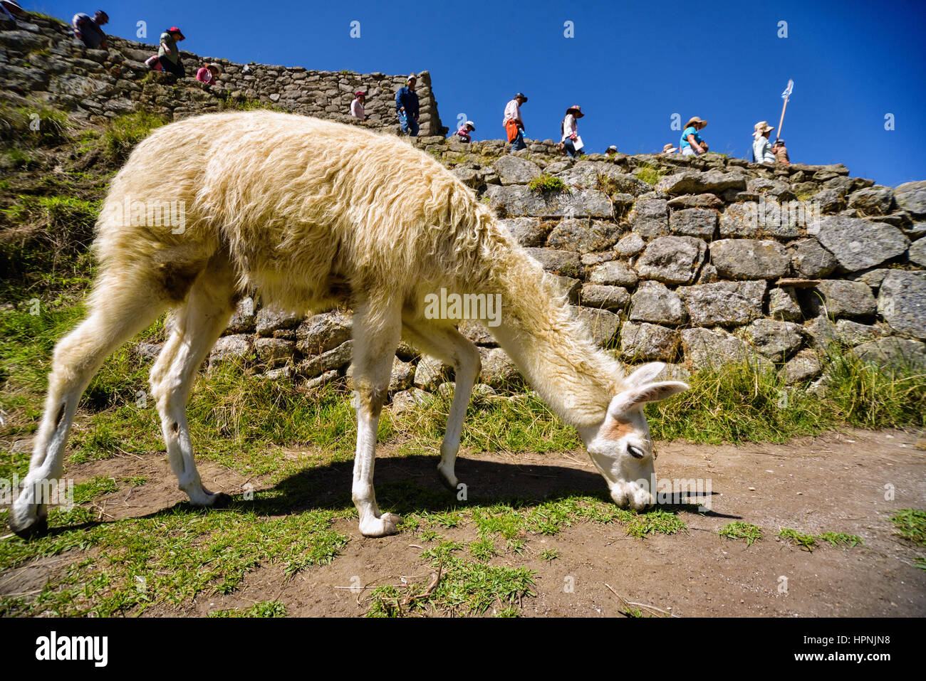 Lama weidet in der antiken Stadt Machu Picchu in Peru. Stockfoto