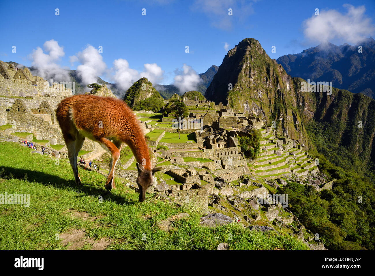 Lama vor Machu Picchu in der Nähe von Cusco, Peru. Machu Picchu ist eine peruanische historische Heiligtum. Stockfoto