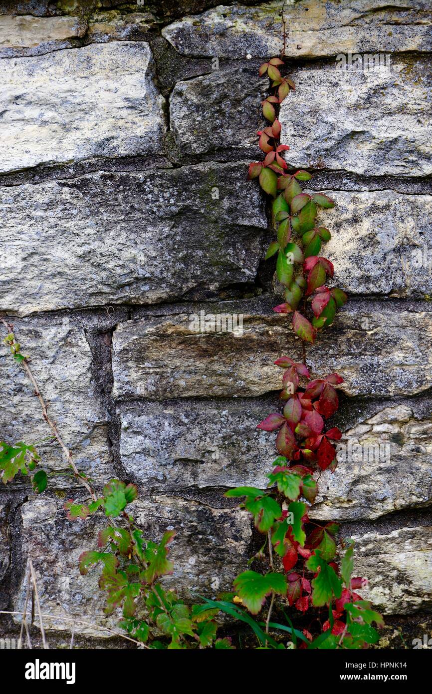 Weinbau aus Felsen. Stockfoto