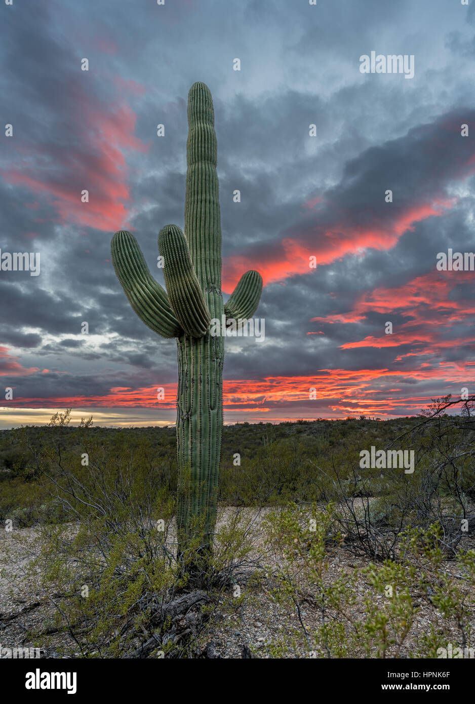 Saguaro-Kakteen stehen gegen die untergehende Sonne in der Nähe von Tucson Arizona Stockfoto