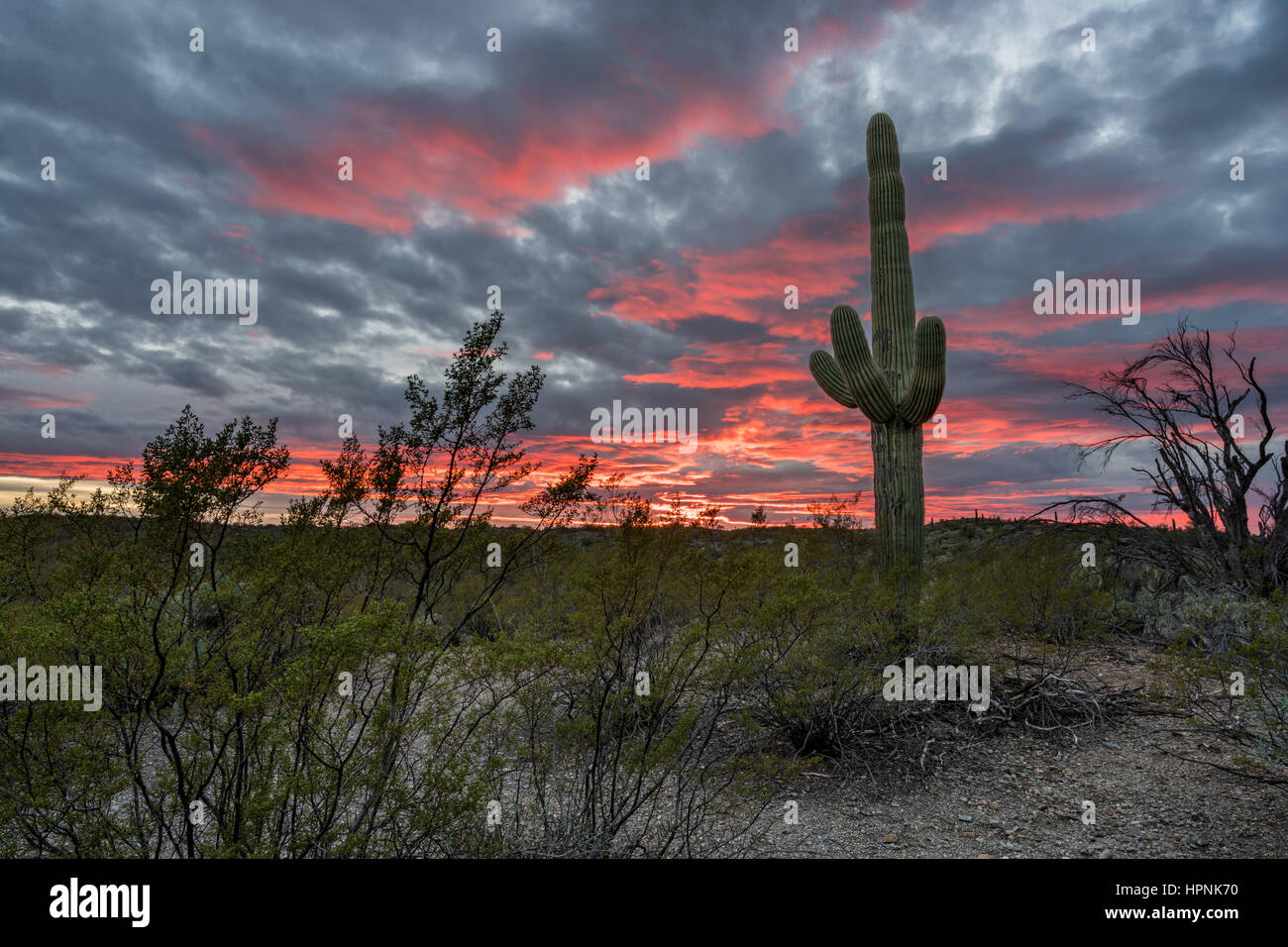 Saguaro-Kakteen stehen gegen die untergehende Sonne in der Nähe von Tucson Arizona Stockfoto