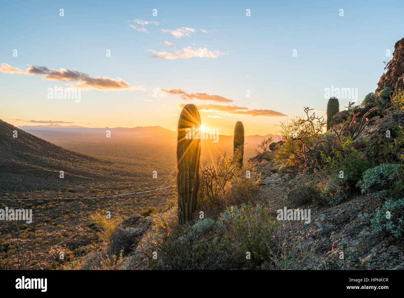 Saguaro-Kakteen stehen gegen die untergehende Sonne am Tore Pass in der Nähe von Tucson Arizona Stockfoto
