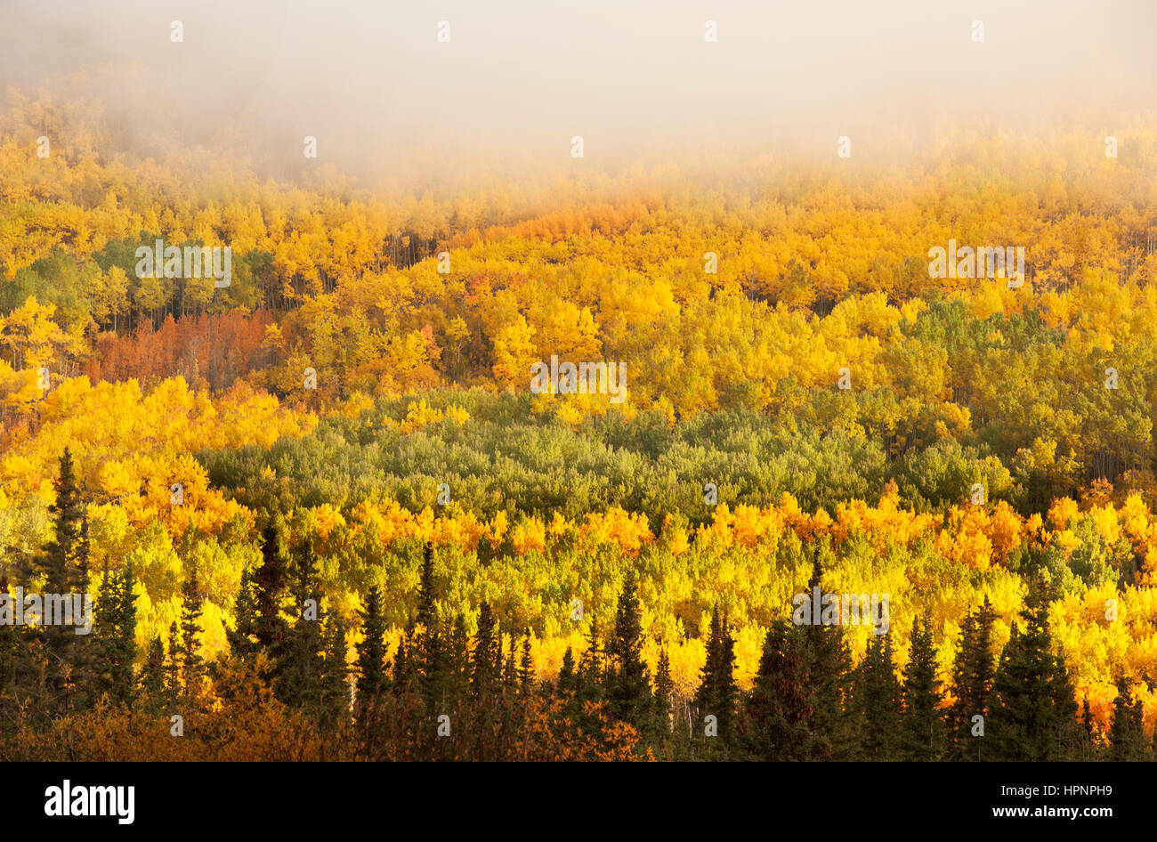 Nordamerika; Kanada; Yukon-Territorium; Coastal Range Mountains; Espen; Farben des Herbstes. Stockfoto