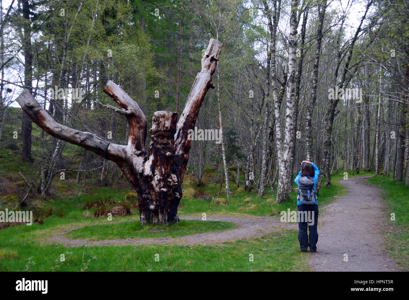 Frau Walker nehmen Foto von Baum-Holzskulptur genannt Archetyp Bestandteil der Frank Bruce Skulpturenweg im Inshriach Wald, Feshiebridge, Stockfoto