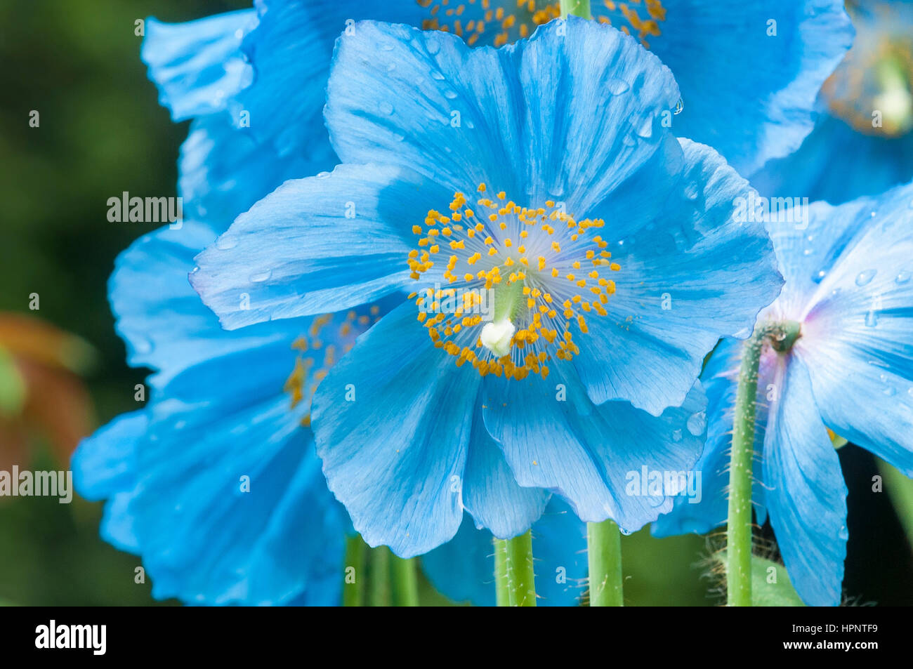 Himalaya blue poppy Stockfoto