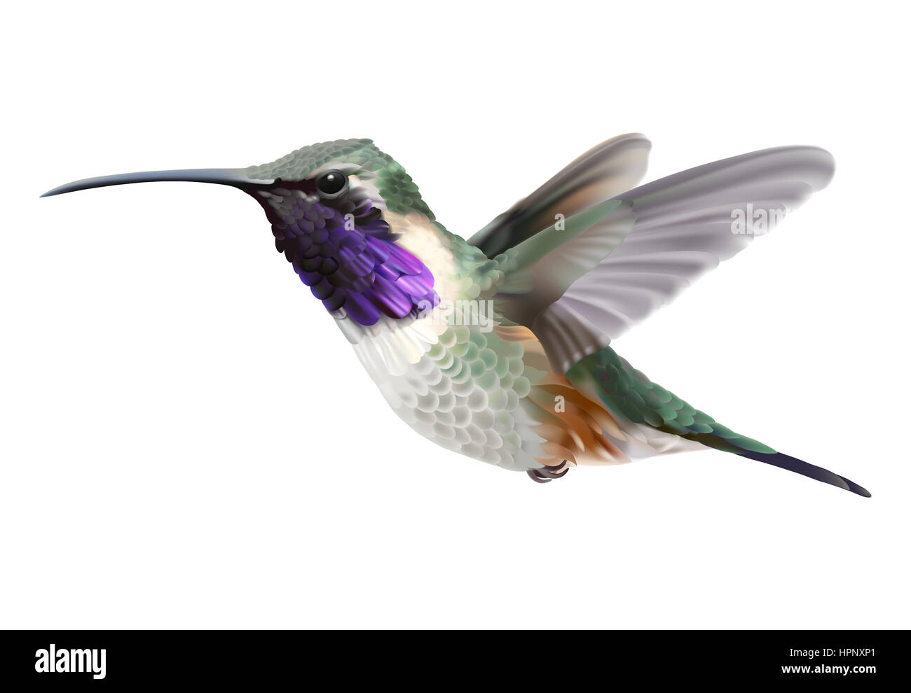 Fliegende Lucifer Kolibri - Calothorax Luzifer. Digitale Illustration eines schwebenden männlichen Luzifer Kolibris mit schillernden Magenta-lila Kehle. Stockfoto