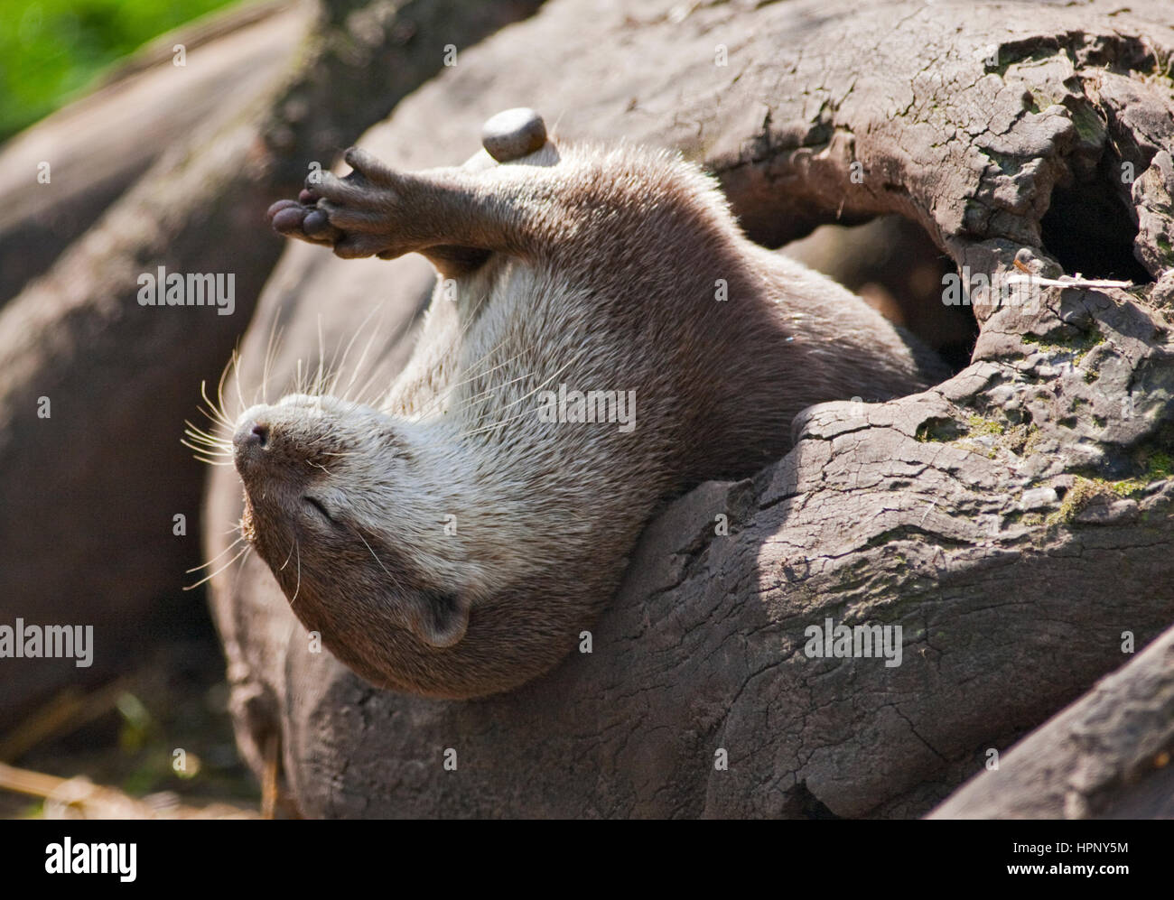 Asiatische kleine krallte Otter (Aonyz Cinerea) spielen mit einem Kieselstein Stockfoto