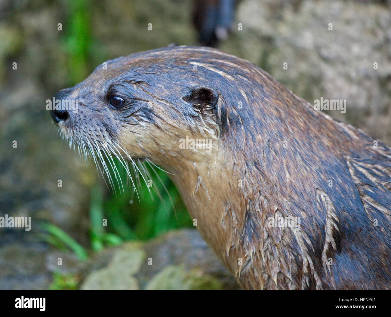 Nordamerikanischer Fischotter (Lontra Canadensis) Stockfoto