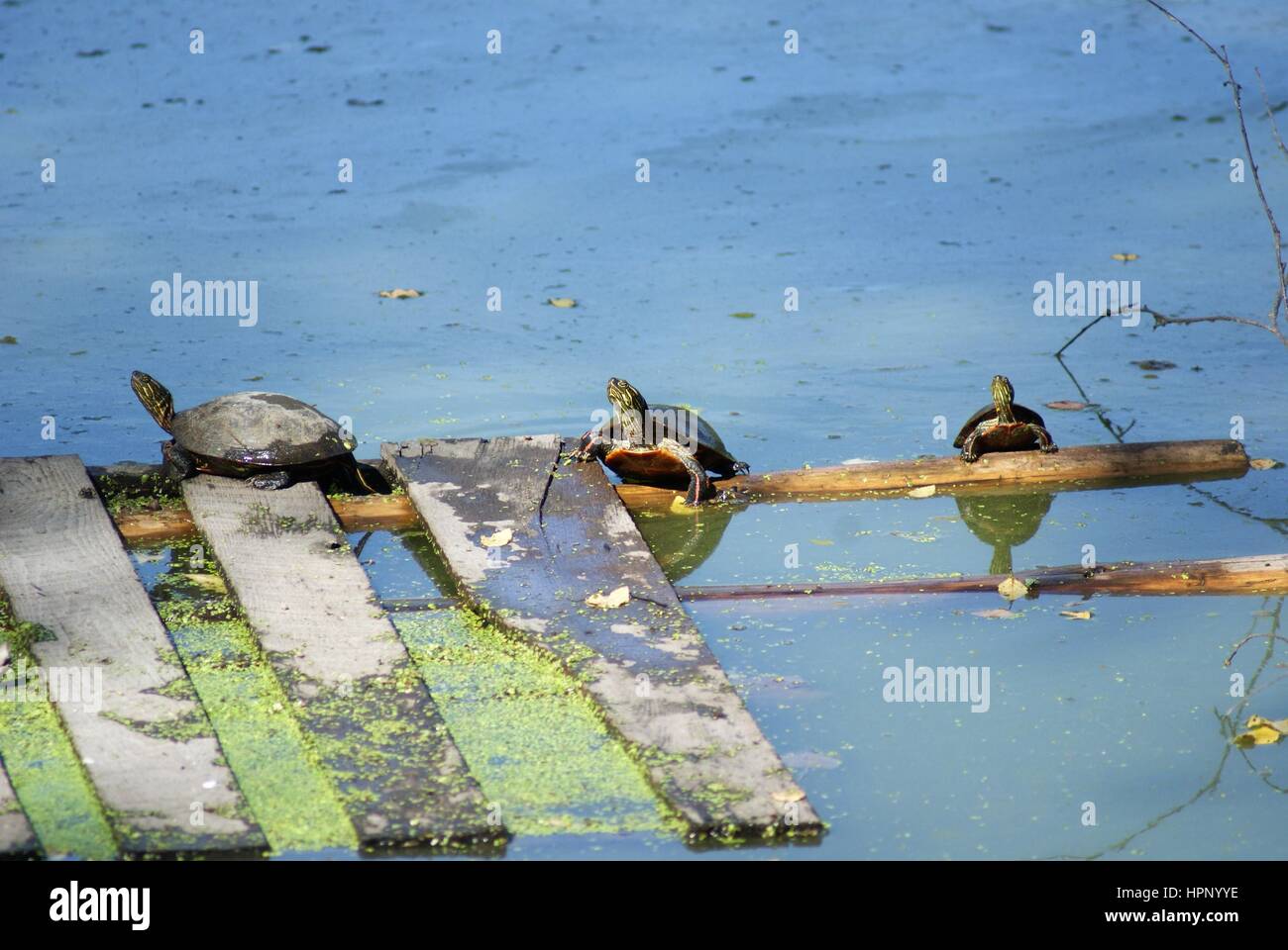 Schildkröten auf einem Baumstamm Stockfoto