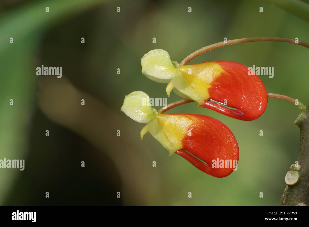 Impatiens niamniamensis Stockfoto