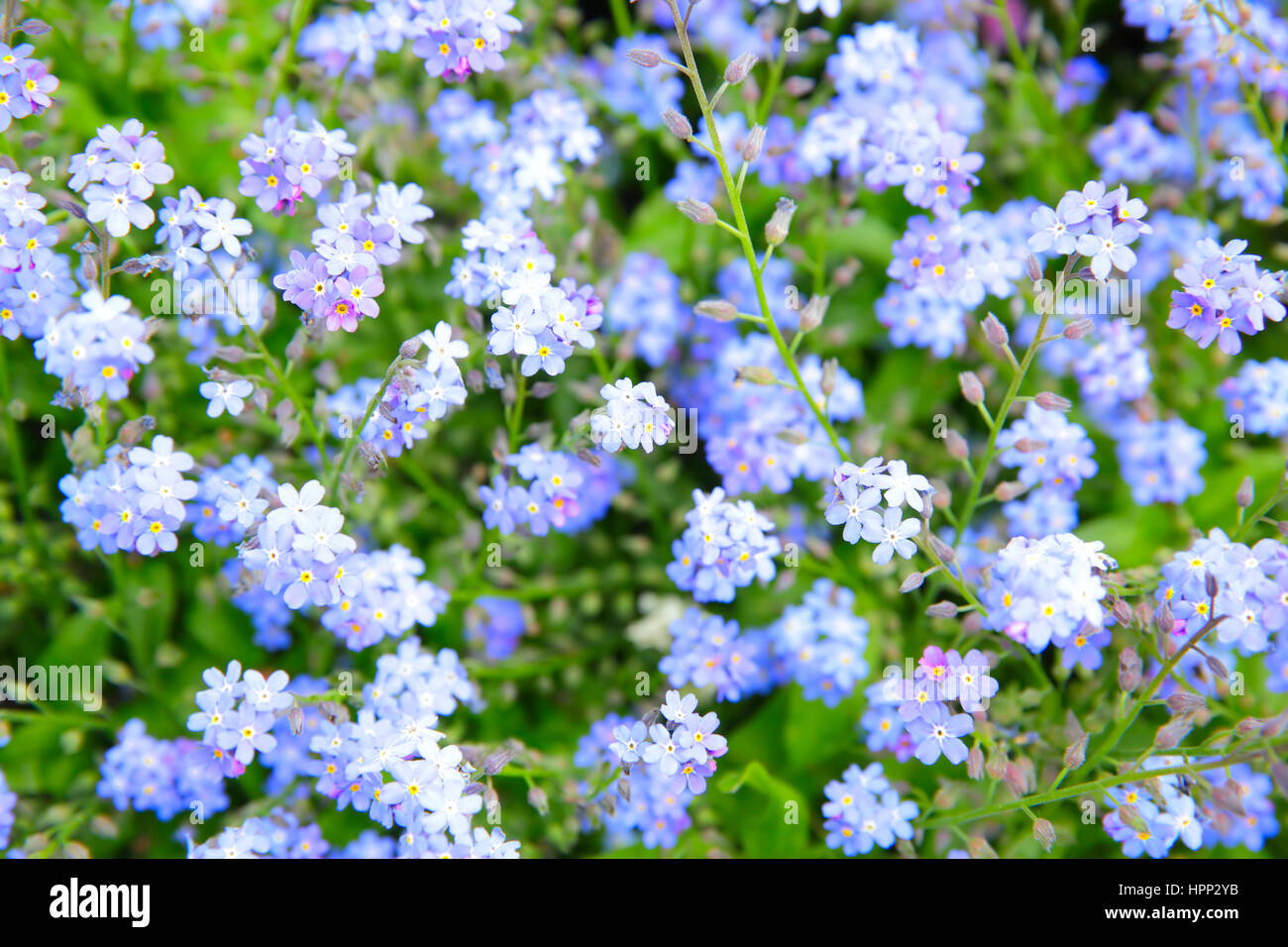 Vergissmeinnicht (Myosotis Sylvatica) Blumen in einem Garten. Flachen DOF! Stockfoto