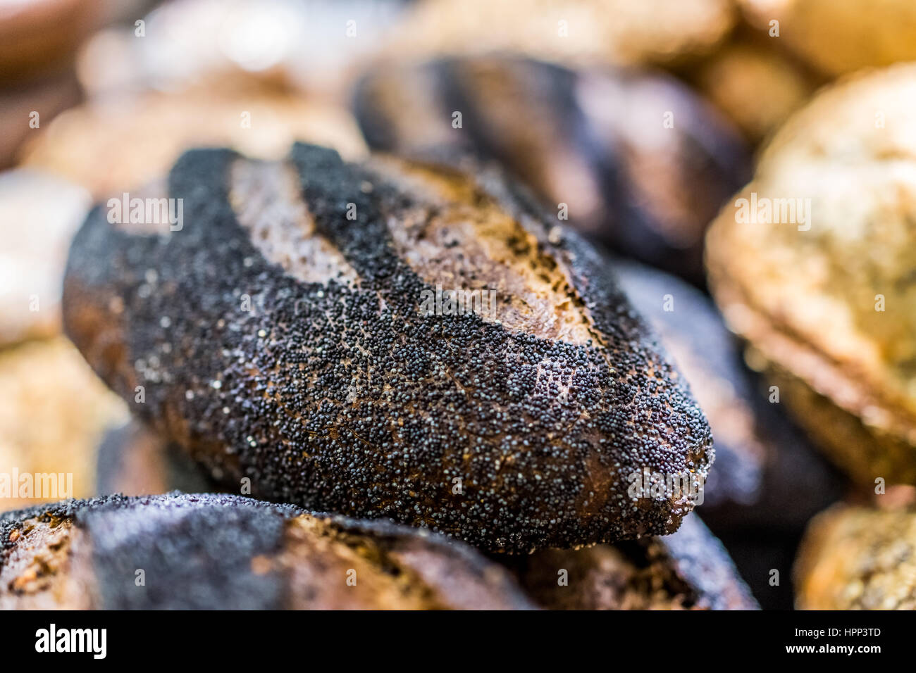 Schwarzer Mohn Russisch Brot Brote in Bäckerei Stockfoto