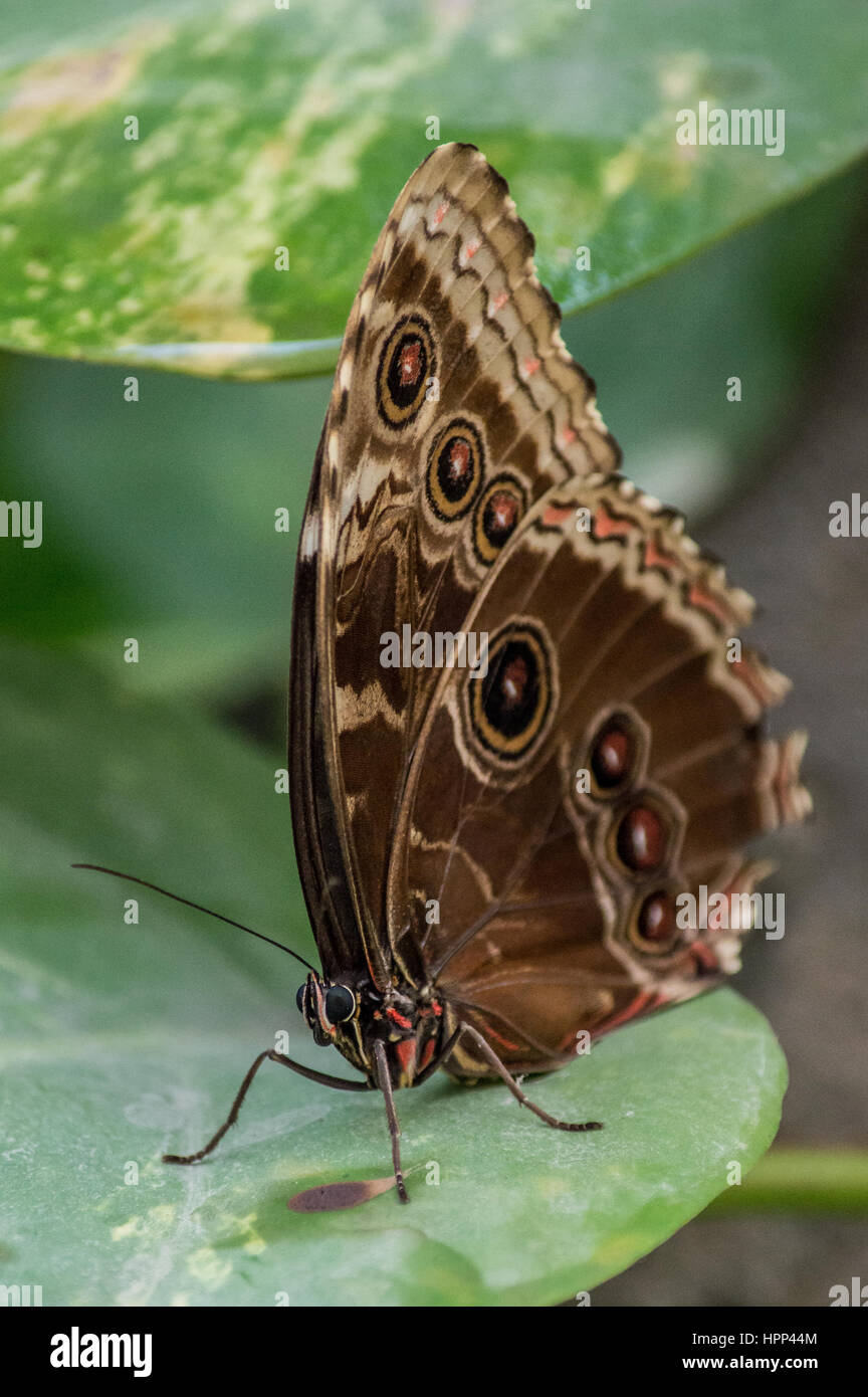 Schmetterling Eule Auge auf ein Blatt, Bild vertikal Farfalla'Occhio di Gufo festgelegt." Stockfoto