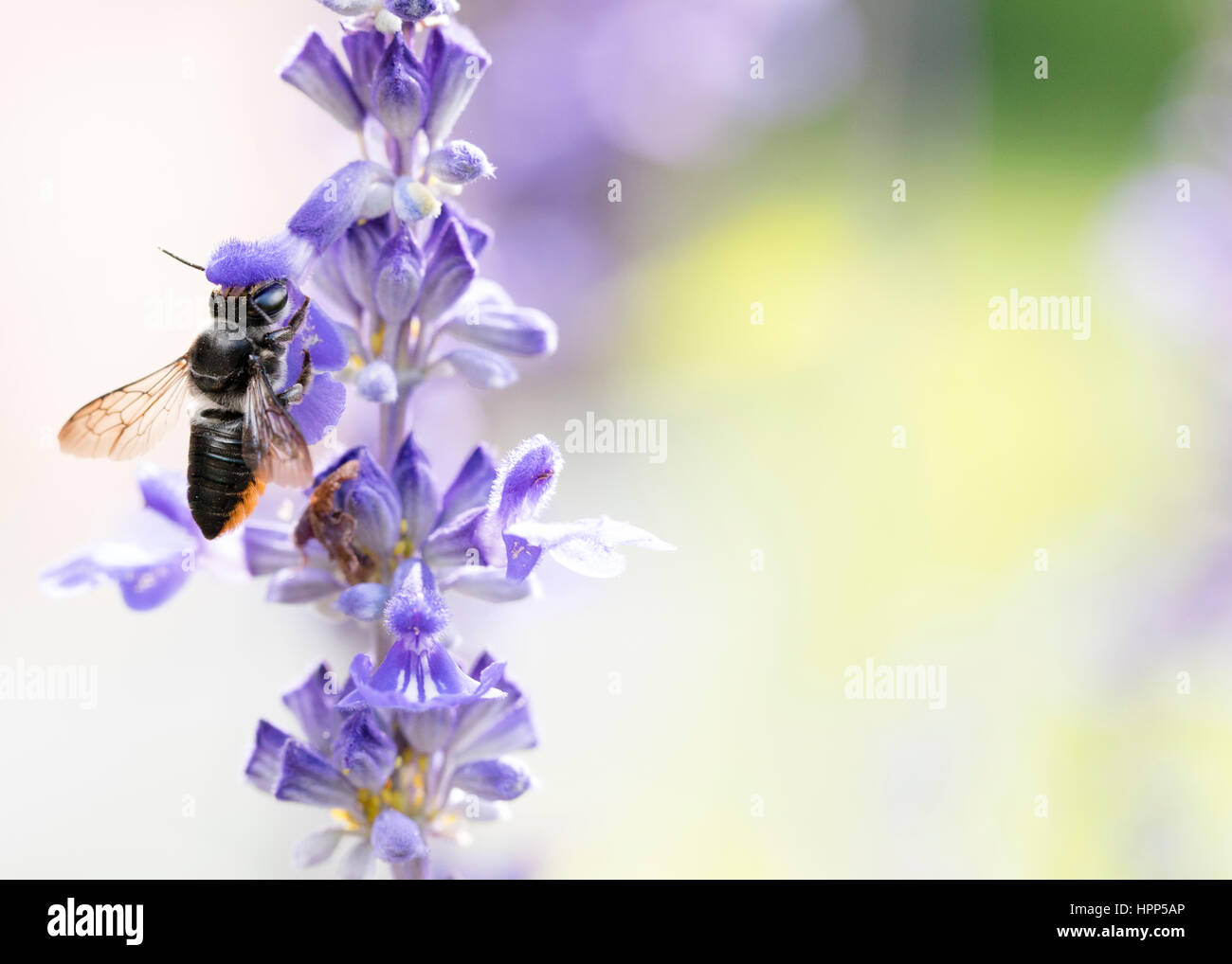 Einheimischen australischen Blatt Scherblock Biene - Bestäuber Stockfoto