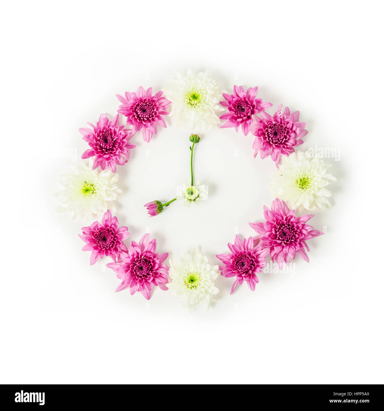 Uhr aus rosa Chrysanthemenblüte auf weißem Hintergrund gemacht. Stockfoto