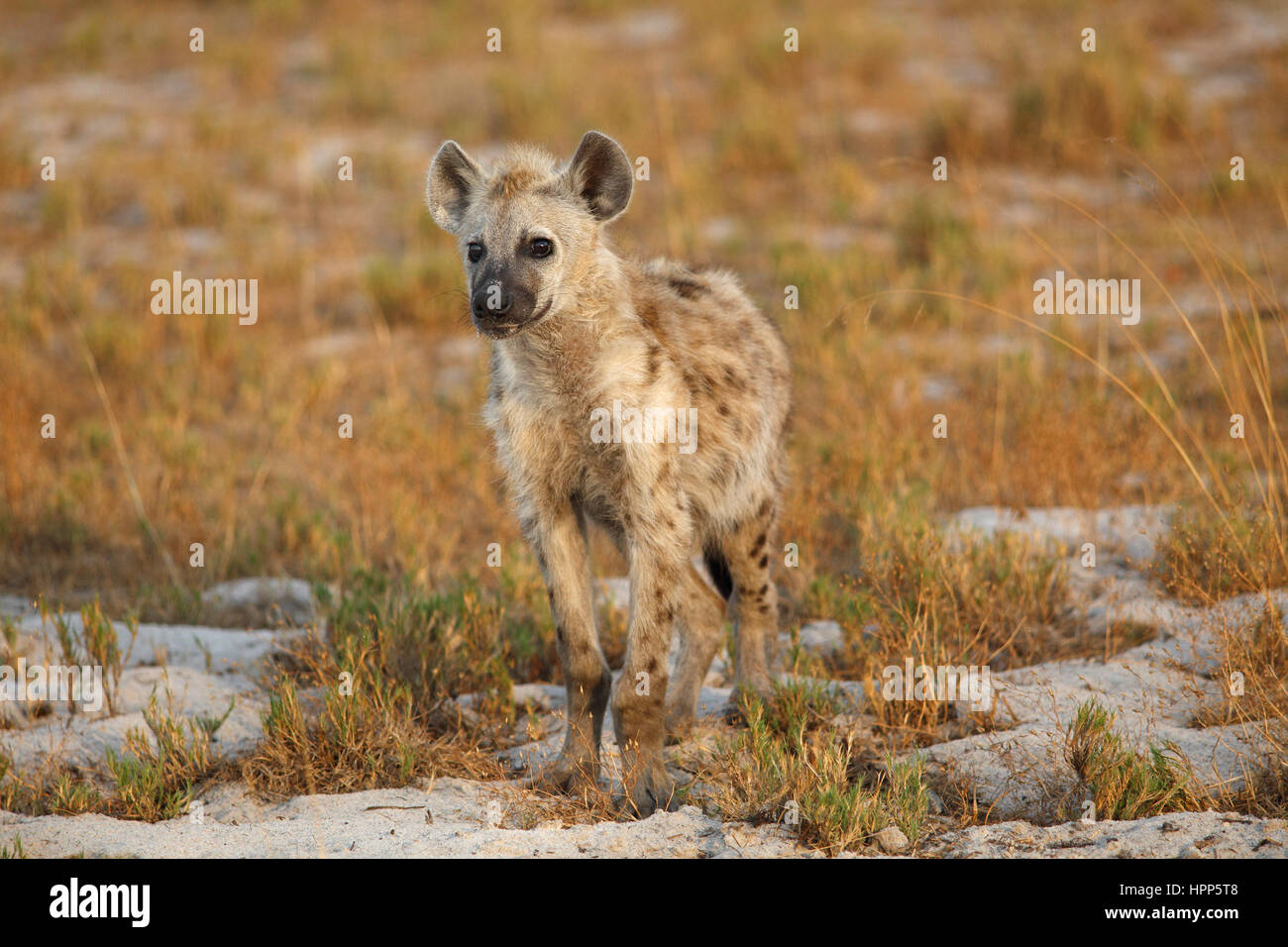 Entdeckt von Hyänen (Crocuta Crocuta), Liuwa-Plain-Nationalpark, Sambia Stockfoto