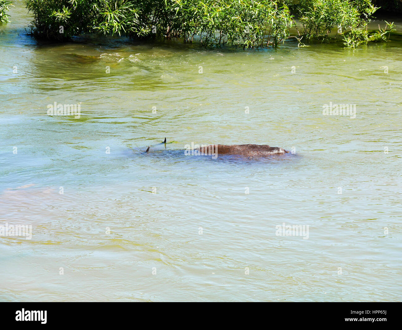 Wasserbüffel in einem Fluss fast vollständig bedeckt mit Wasser vollständig überflutet unter Wasser Stockfoto
