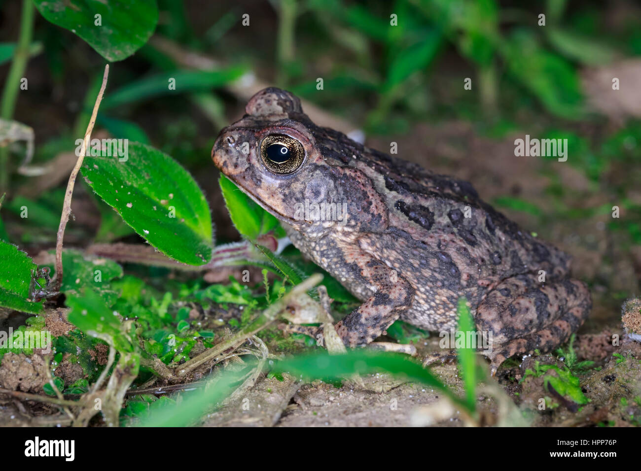 Peru, Manu Nationalpark, Aga-Kröte Stockfoto