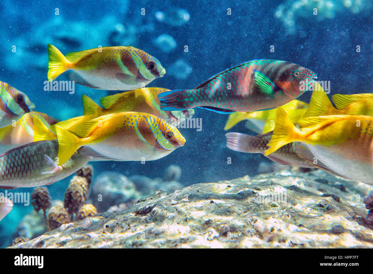 Thailand, Koh Tao, Fischschwarm Stockfoto
