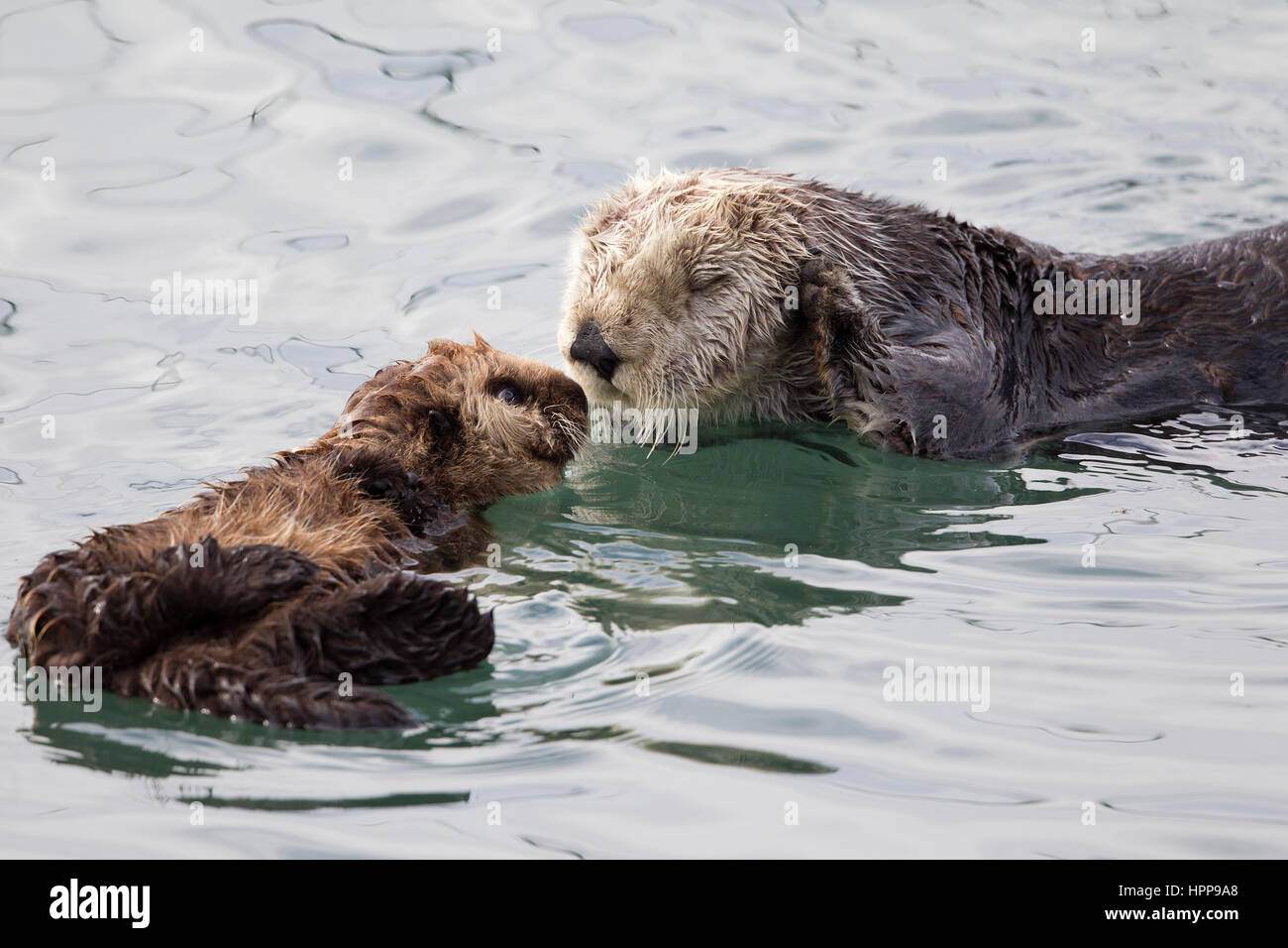 Sea Otter Mutter und Welpe Stockfoto