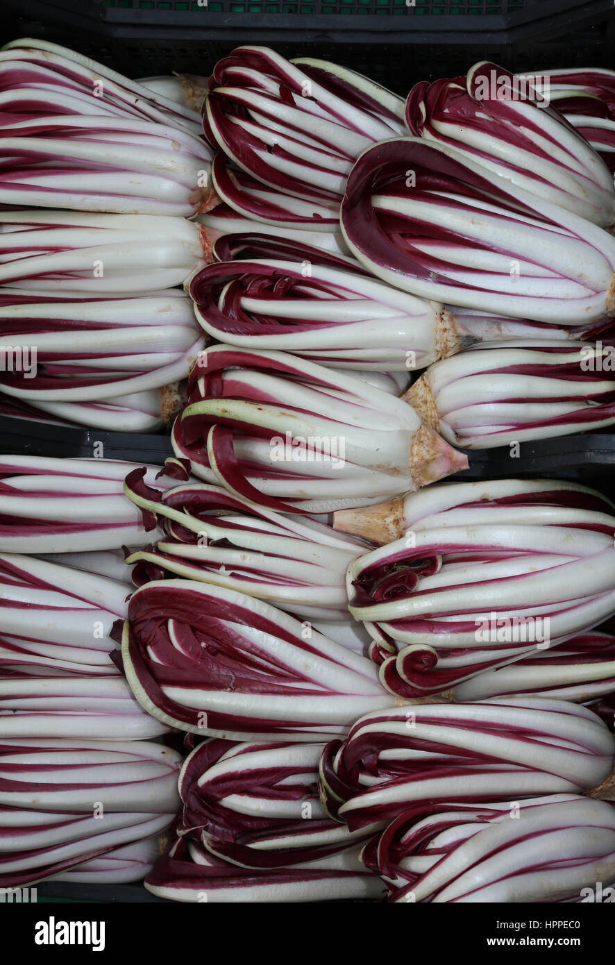 Hintergrund der rote Chicorée namens Radicchio Rosso di Treviso in Italien zu verkaufen in der Gemüsehändler Stockfoto