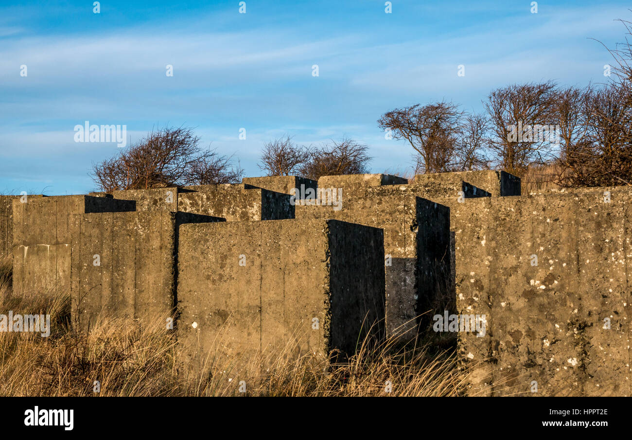 Reihen von Betonwürfeln aus Panzerabwehrblöcken aus dem Zweiten Weltkrieg, Aberlady Bay, East Lothian, Schottland, Großbritannien Stockfoto