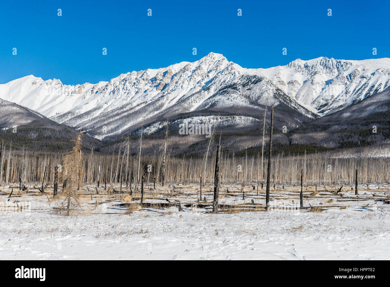 Feuer brannte Bäume im Winter, Kootenay Plains, Alberta, Kanada Stockfoto