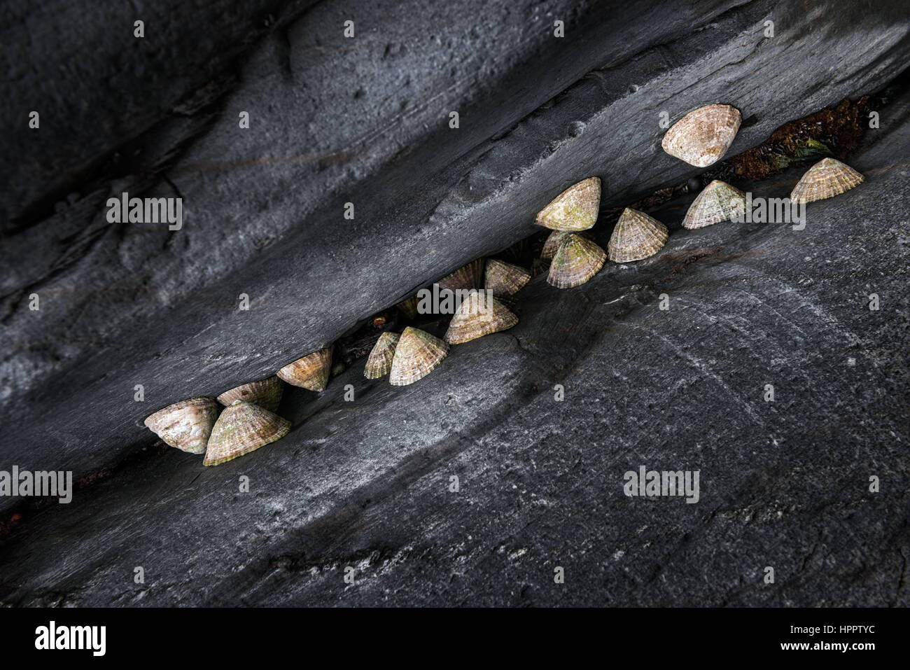 Napfschnecken klammerte sich an Felsen, Fishguard, Wales. Stockfoto