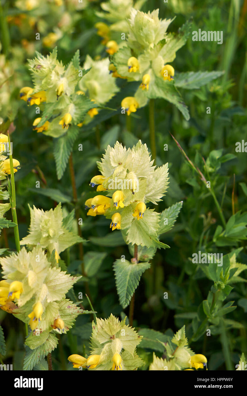 Rhinanthus alectorolophus Stockfoto