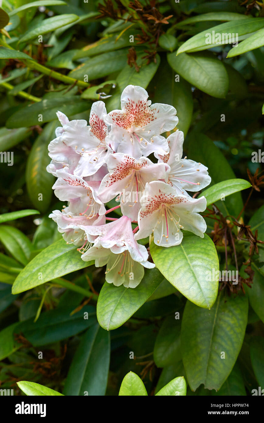 Duftender rhododendron Fotos und Bildmaterial in hoher Auflösung Alamy