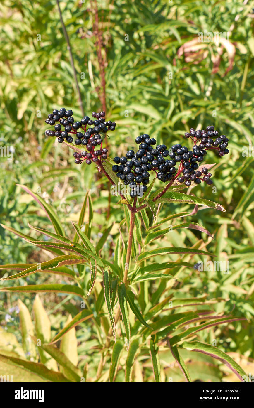 Sambucus ebulus Stockfoto