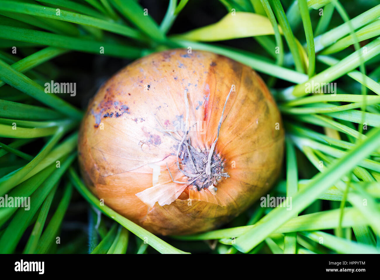 lebendige Bio Zwiebel Gras bedeckt Stockfoto
