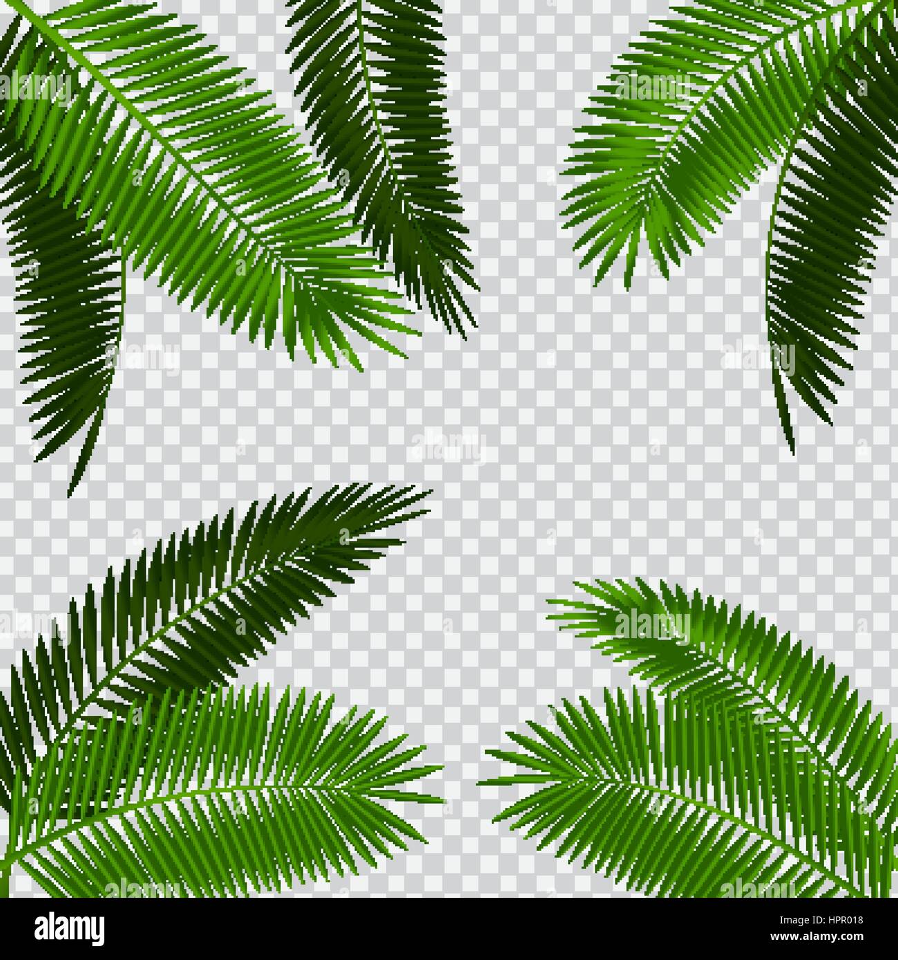 Palm-Leaf-Vektor-Illustration auf transparenten Hintergrund Stock Vektor