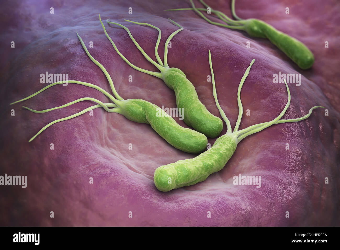 Helicobacter Pylori ist ein gramnegatives, mikroaerophil Bakterium im Magen gefunden. 3D illustration Stockfoto