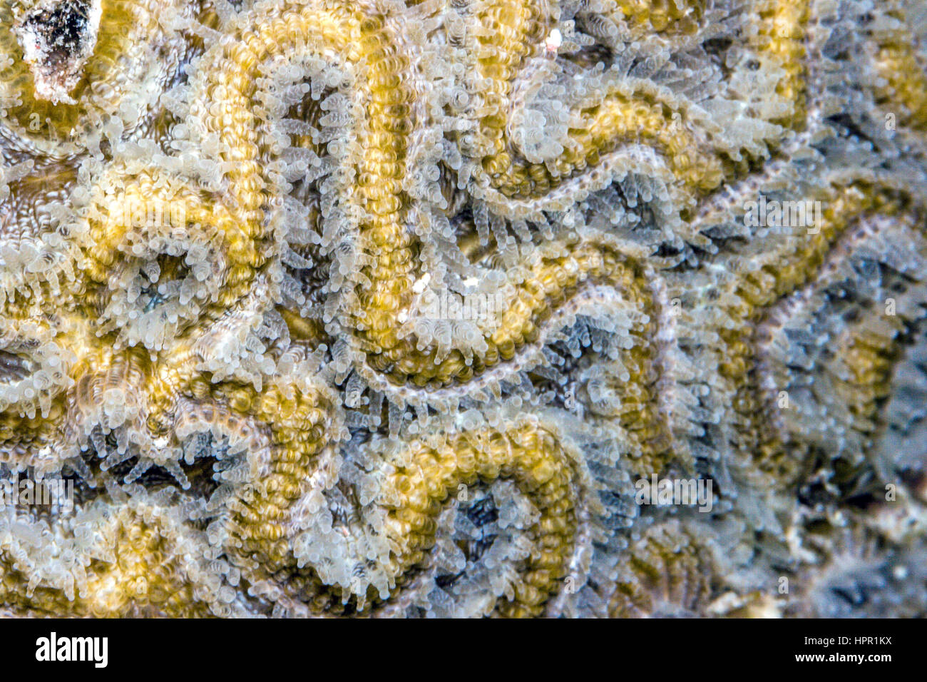 Colpophyllia Natans, Boulder Hirnkoralle und große gerillt Hirnkoralle genannt ist eine Art von Stony Coral finden vor allem in der Karibik Stockfoto