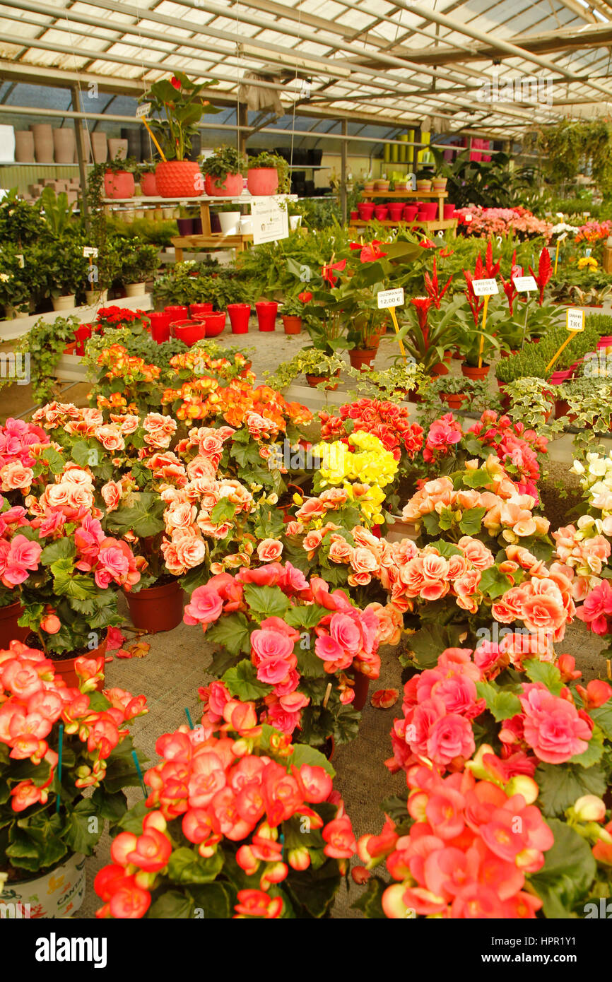 Pflanzen für den Verkauf in einem Garten-Center in Cambrils, Tarragona, Katalonien, Spanien Stockfoto