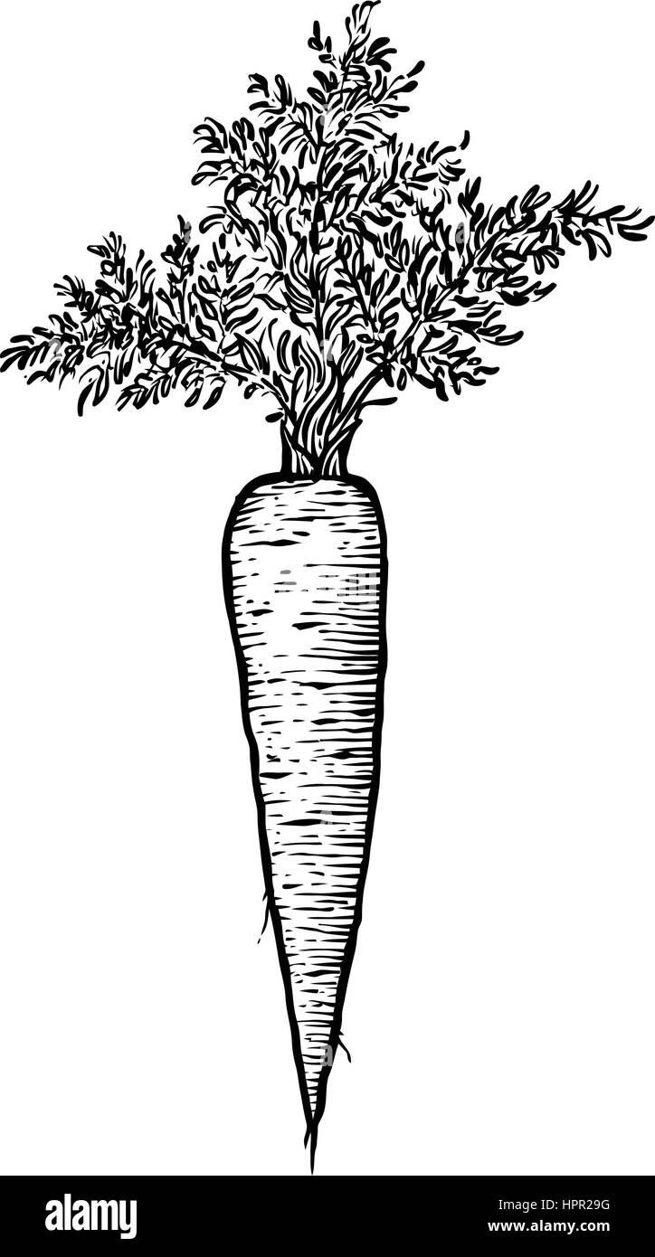 Karotte-Illustration, Zeichnung, Gravur, Strichzeichnungen, Gemüse, Vektor Stock Vektor