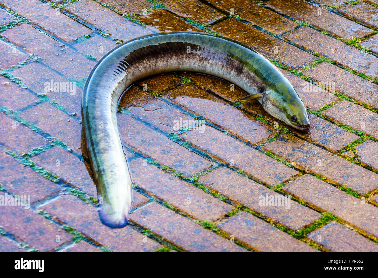 Aal, die aus einem Lauf bei der Fischauktion in Urk in den Niederlanden rutschte zu leben Stockfoto