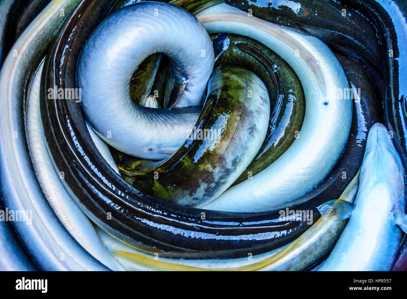 Leben Sie Aal in einem Fass bei der Fischauktion in Urk in den Niederlanden Stockfoto