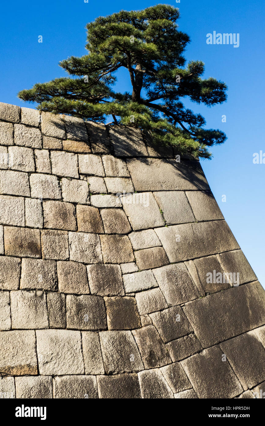 Ein einsamer japanische Schwarzkiefer Baum wächst auf den Granit-Grundlagen der Edo Burgturm in die Ost-Gärten der Kaiserpalast von Tokio Gründe. Stockfoto