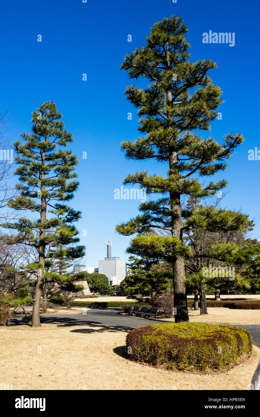 Native japanische Schwarzkiefer Bäume in die Ost-Gärten der Kaiserpalast von Tokio und Chiyoda Ward Büro im Hintergrund. Stockfoto