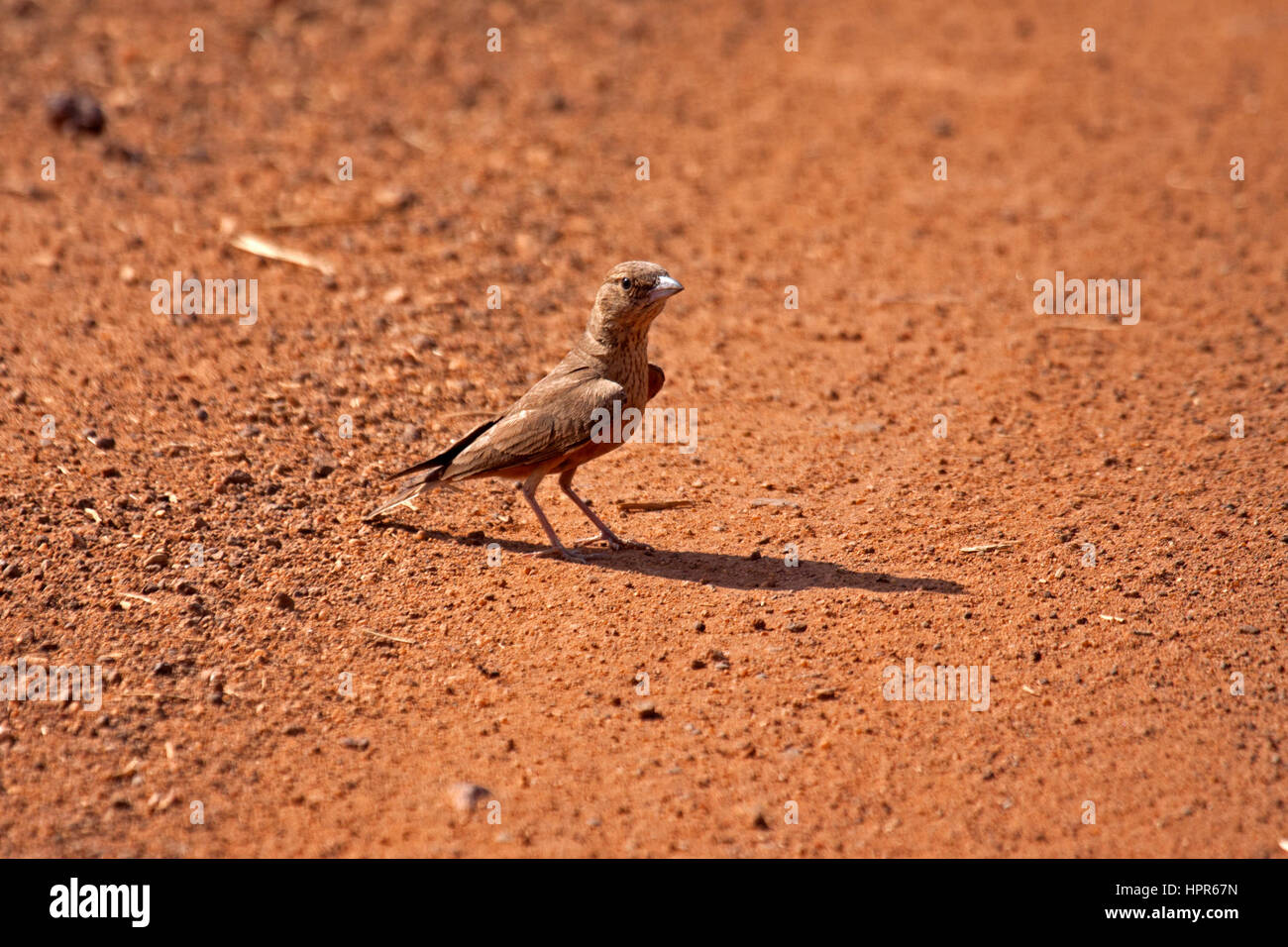 Rufous angebundene Lerche am Rand der Piste in Indien Stockfoto