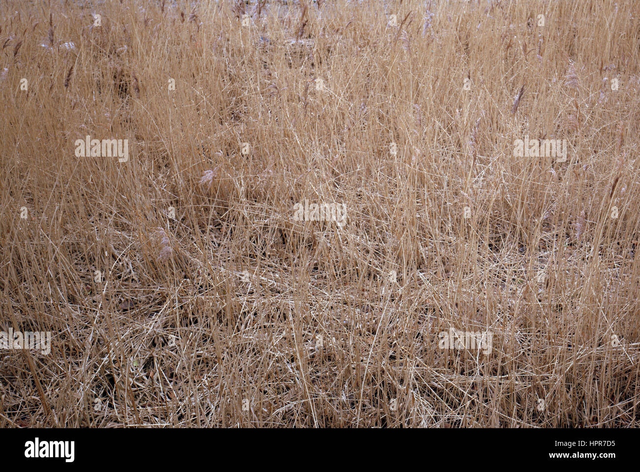 Grass Stroh Hintergrund oder Fliesen Stockfoto