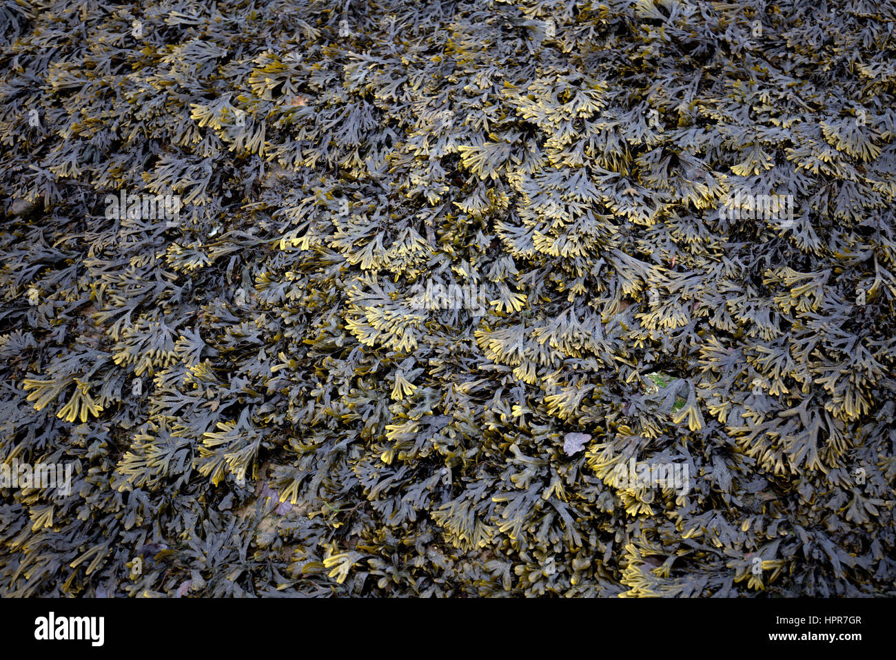 Algen-Hintergrund oder Fliese erschossen Stockfoto