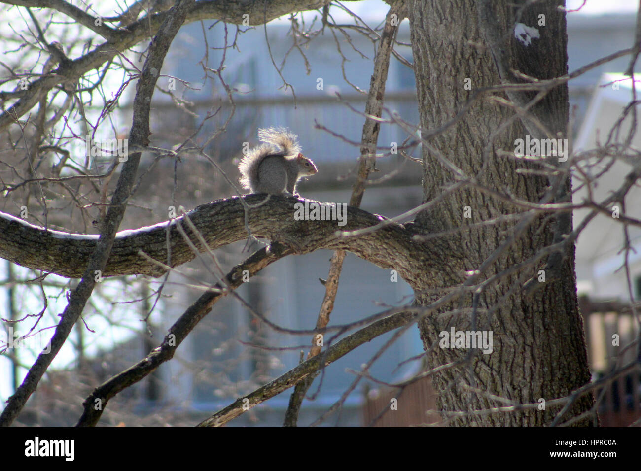 Eichhörnchen sitzt in einem Baum mit seinen Schweif aufgeplustert um warm zu halten. Stockfoto