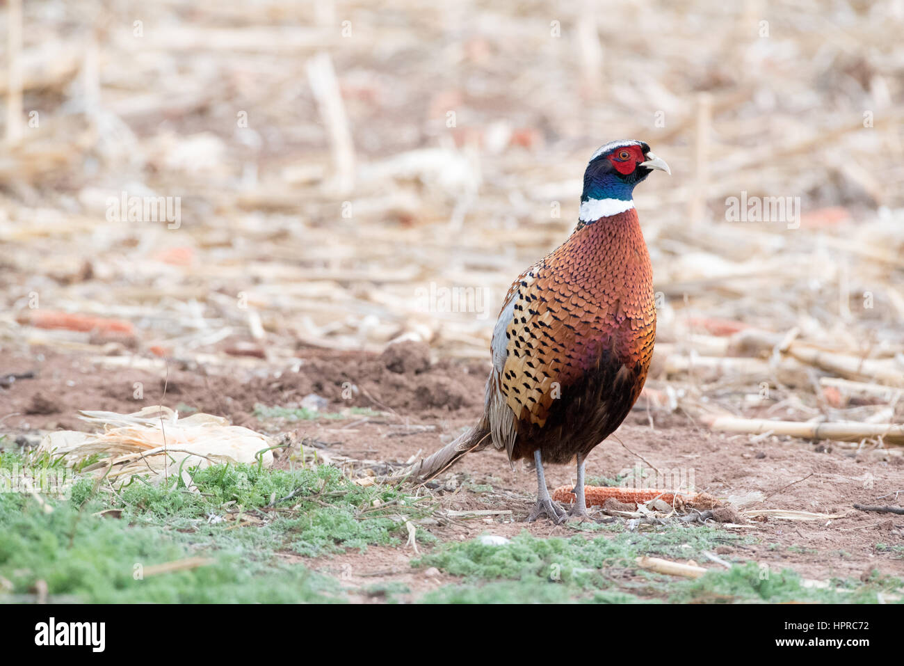 Ring – Necked Fasan, Bernardo Wasservögel Management Area, New Mexico. Stockfoto