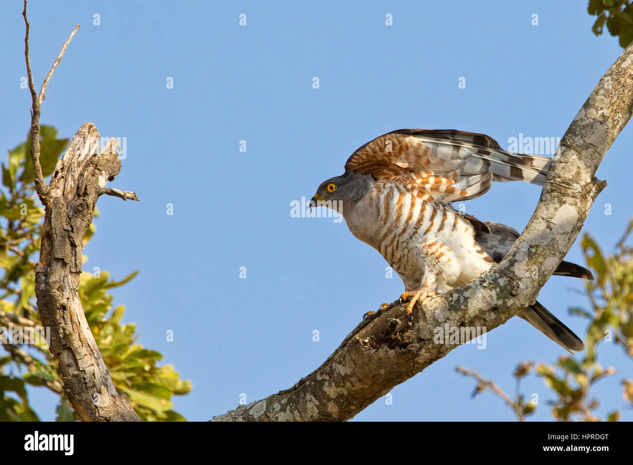 Afrikanischer Kuckuck-Hawk, Aviceda Cuculoides ist eine seltene und aufregende Sichtung für Vogelbeobachter in Krüger Nationalpark, Südafrika. Stockfoto